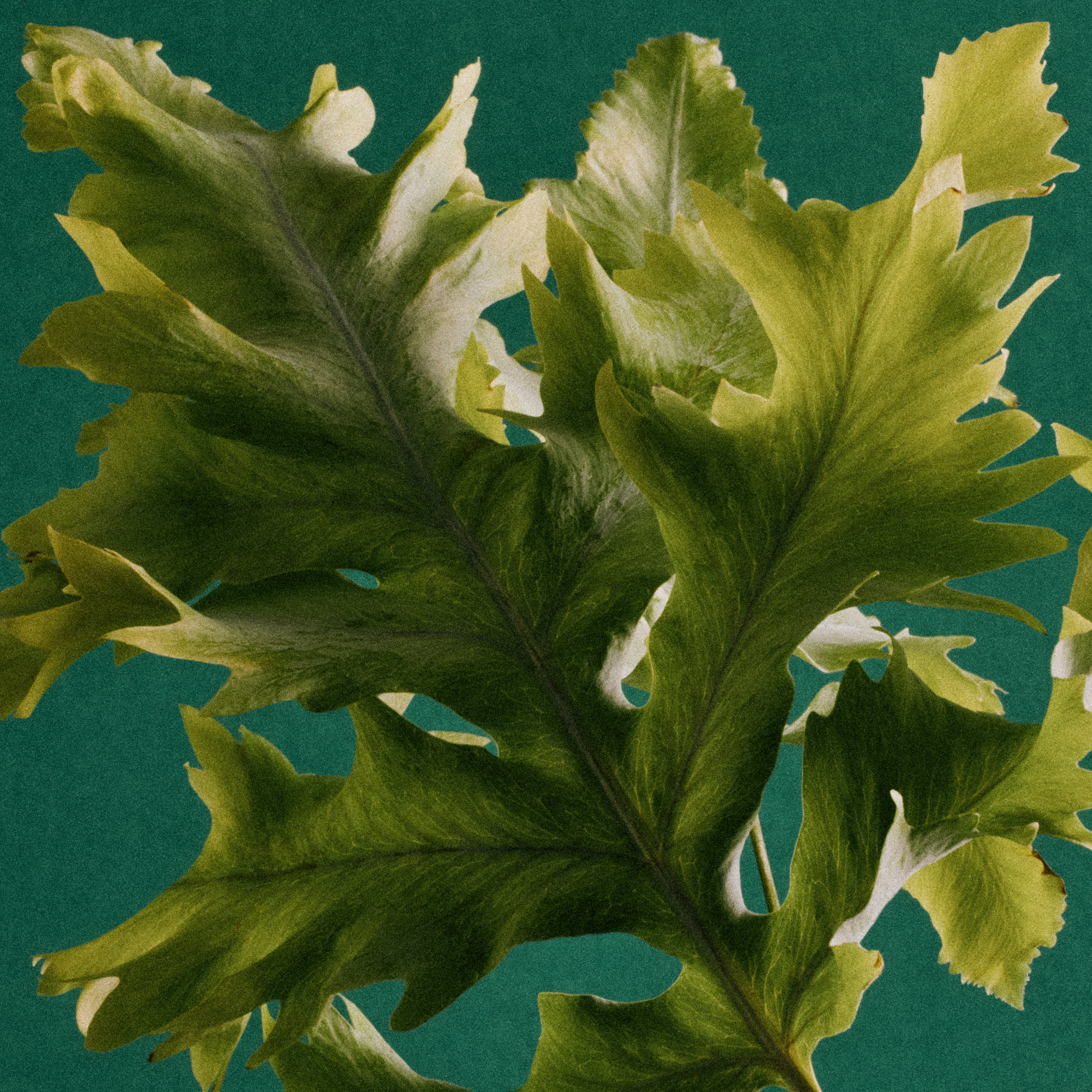 Verde ‘Fresh Green’ Medium White Candle, 160g